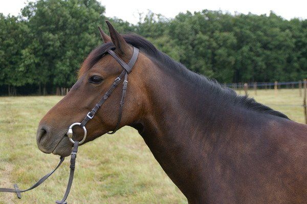 Phénomène de Penjab d'Ir