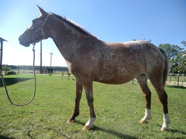 Océane de Saint-Avis