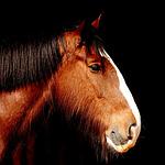 Les tarifs : Poney Club