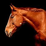 Écuries de l'Instant à Lavoux