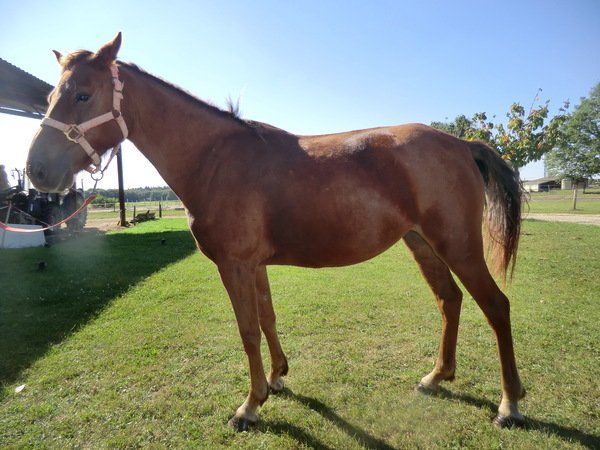 Sauvage des Chenaies