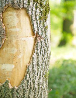 Zahnarztpraxis Robert Gutowski – Baumrinde