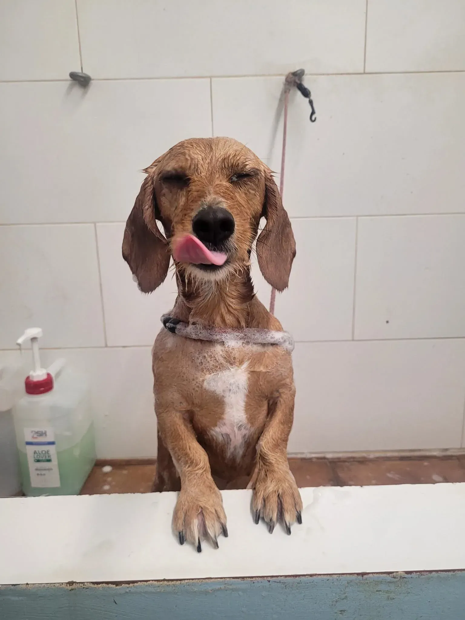 Perro marrón mojado sentado en una bañera de azulejos, lamiéndose la nariz