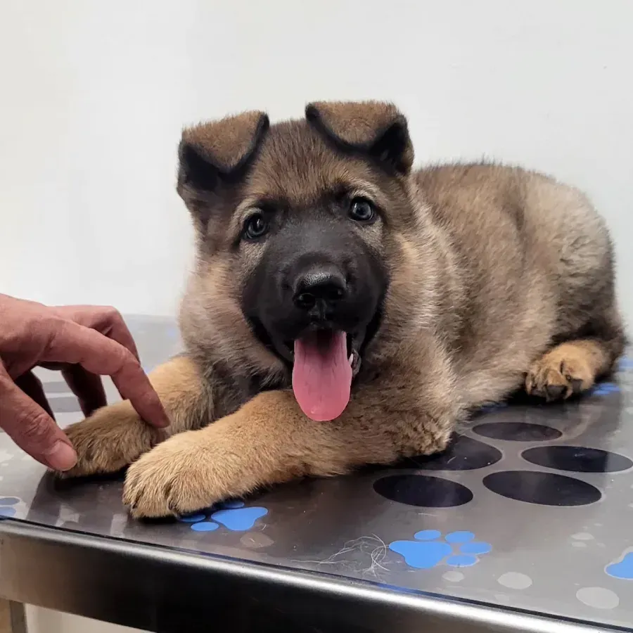 Cachorro marrón tumbado sobre una mesa metálica, con la lengua fuera y una mano acercándose a su pata