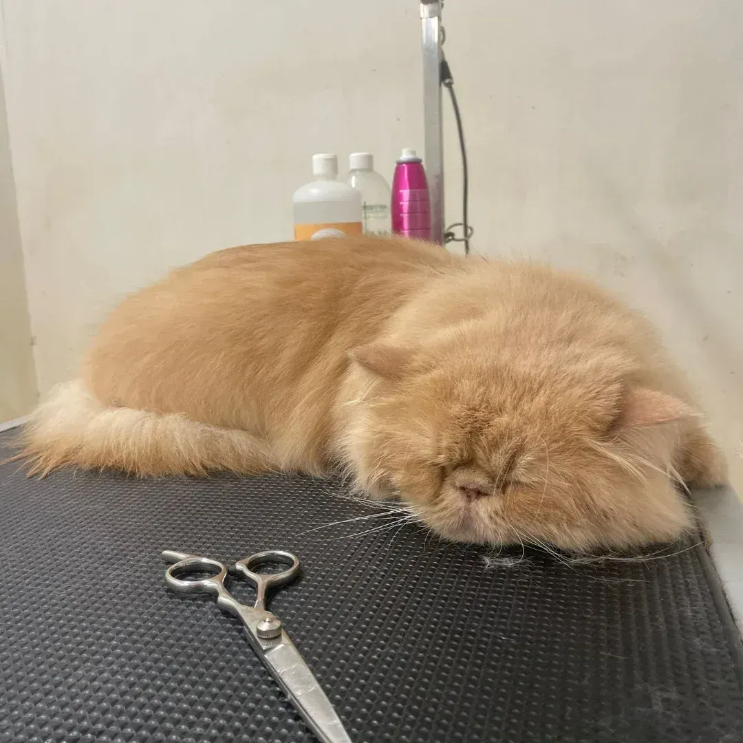 Un gato naranja esponjoso duerme tumbado en una mesa de peluquería, con unas tijeras delante