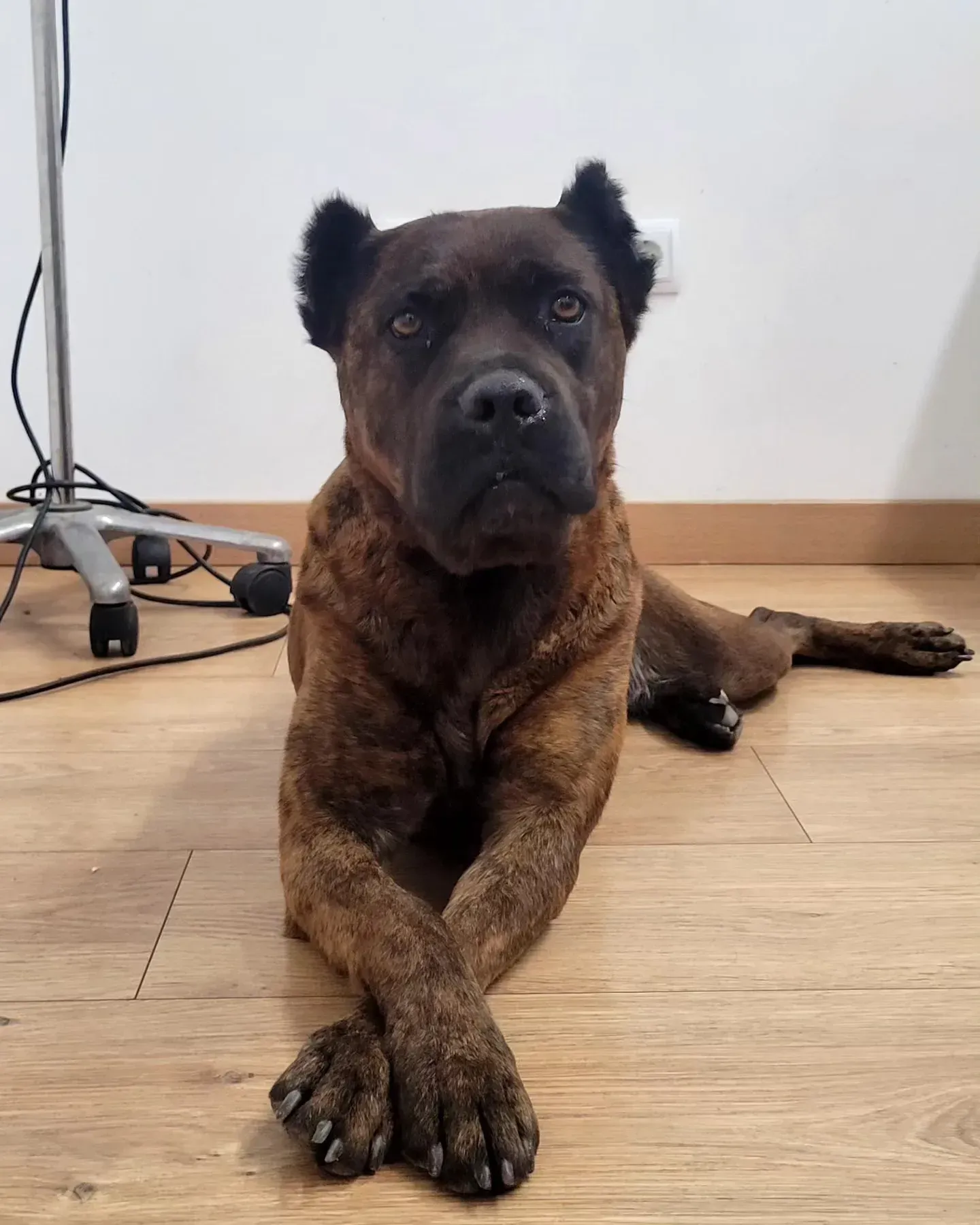 Perro atigrado tumbado sobre un suelo de madera, con las patas delanteras cruzadas y mirando a la cámara.