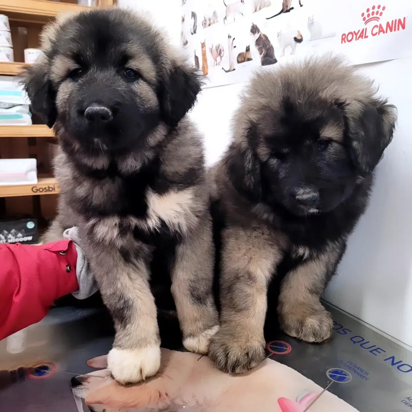 Dos cachorros peludos de color gris y negro sentados uno al lado del otro sobre una mesa en el interior
