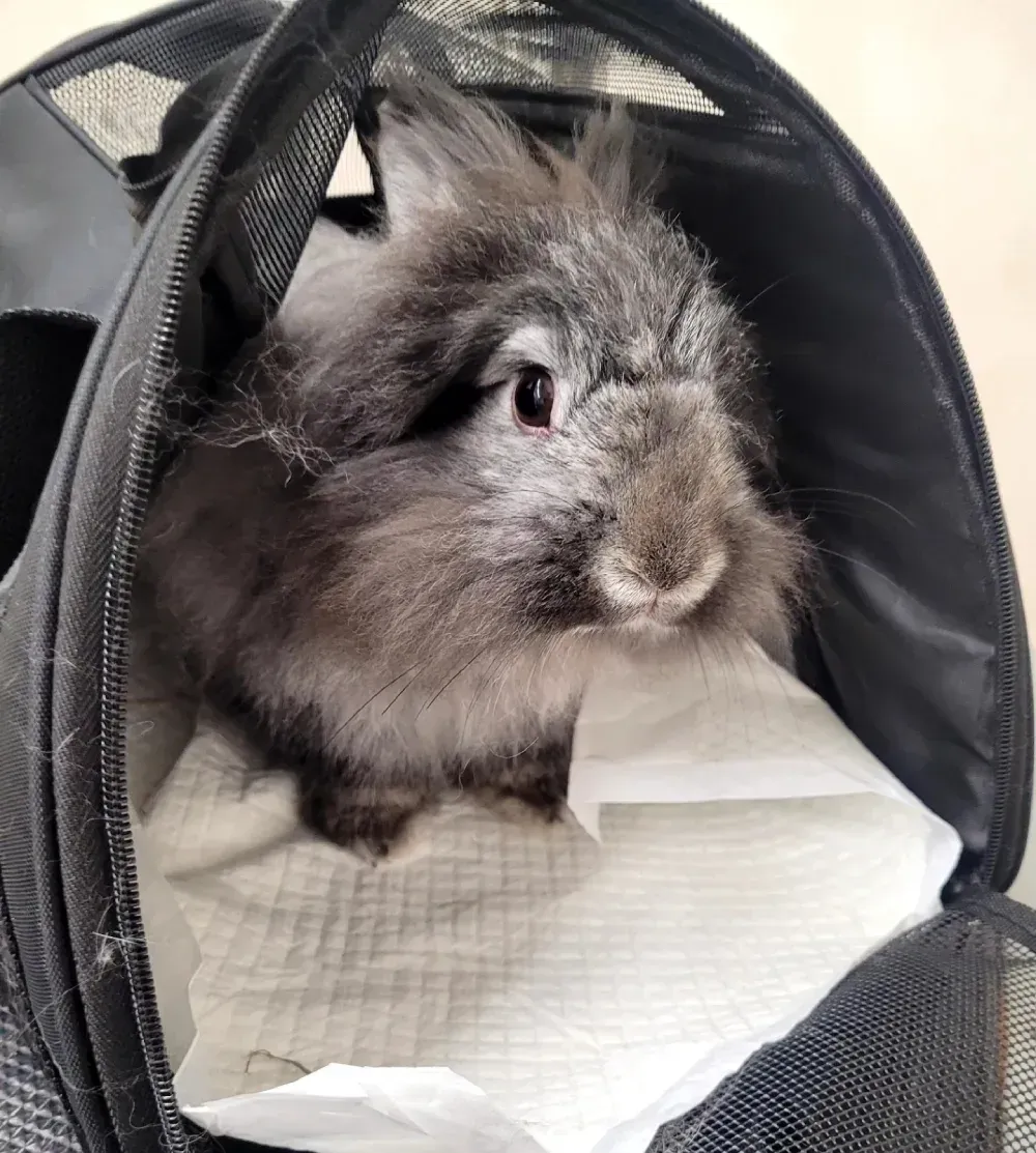 Conejo gris y esponjoso descansando dentro de un transportín negro con cama blanca