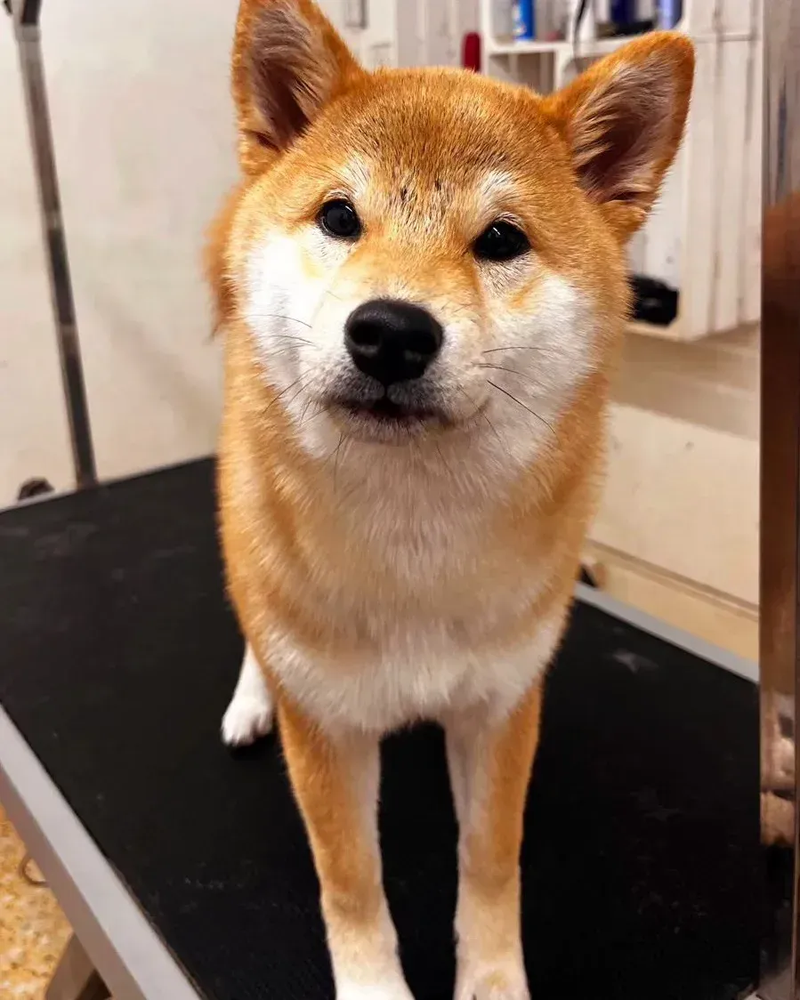 Un Shiba Inu de pie sobre una mesa de peluquería canina en interiores, mirando a la cámara