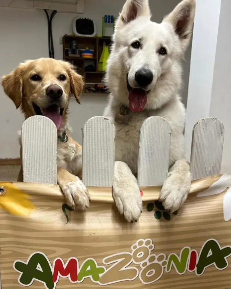 Dos perros asomándose por encima de una valla blanca, uno dorado y otro blanco, con un letrero que dice “AMAZONIA” debajo.