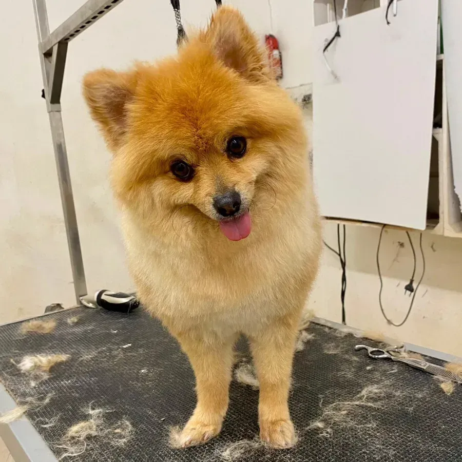Perro pequeño y esponjoso de color canela, de pie sobre una mesa de peluquería canina, con la lengua fuera