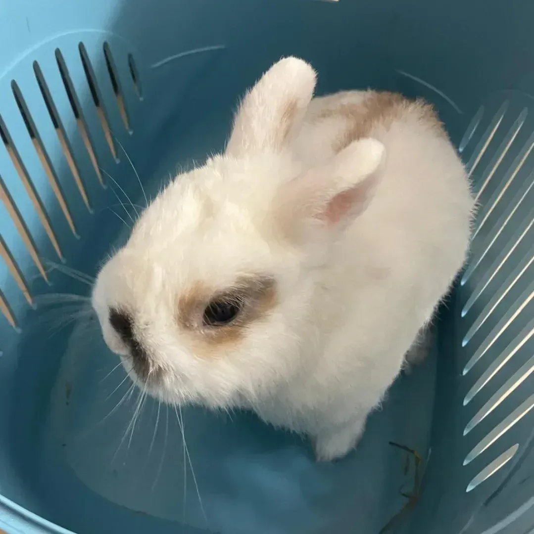 Un pequeño conejo blanco sentado en una cesta de plástico azul, mirando hacia arriba con sus ojos oscuros.