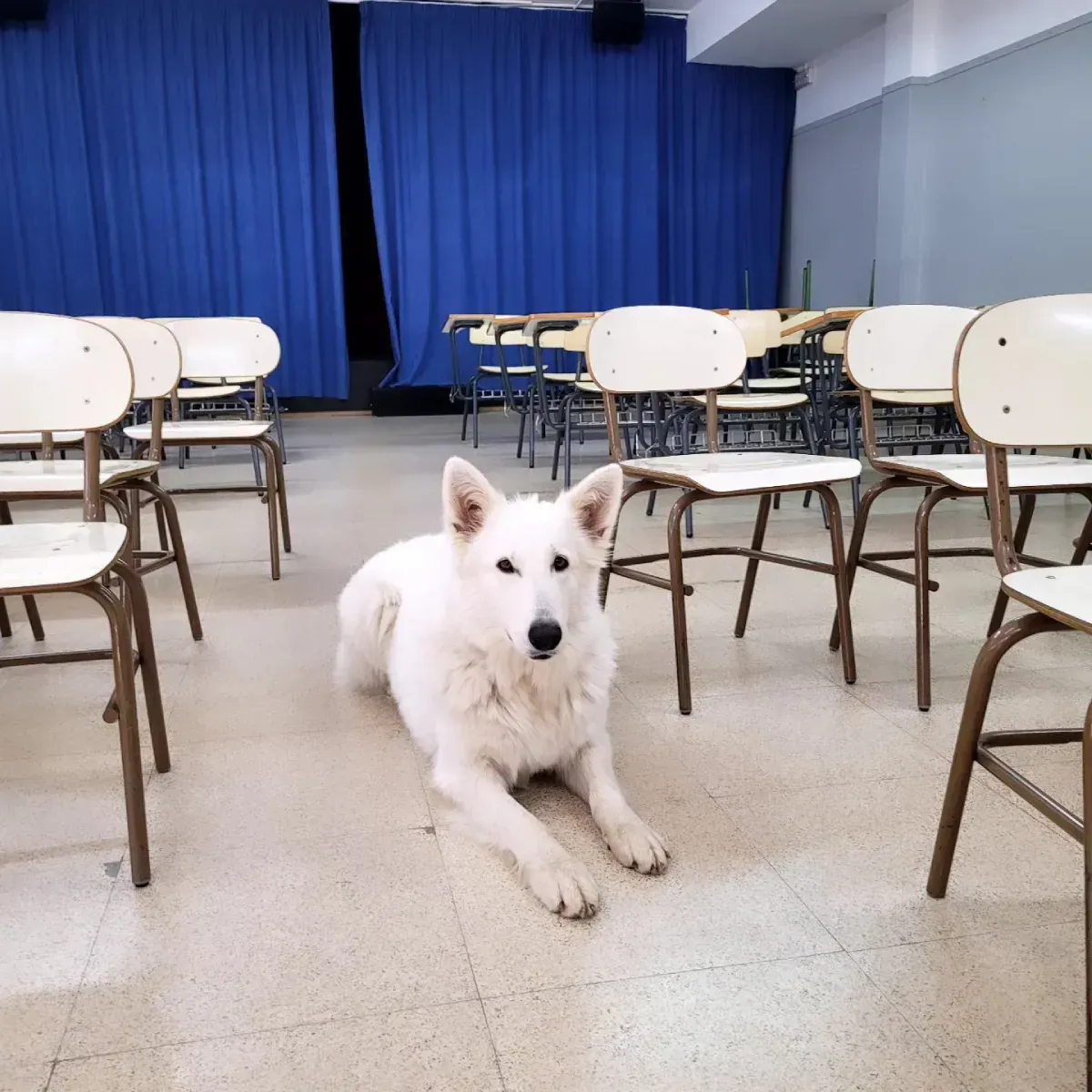 Perro blanco tumbado en un suelo de baldosas, en una habitación con cortinas azules y sillas vacías