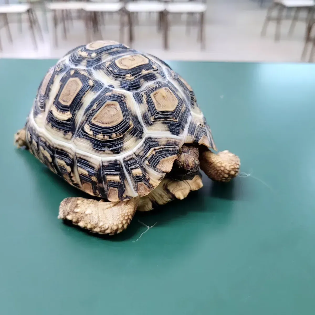 Pequeña tortuga con el caparazón estampado sobre una mesa verde en interiores
