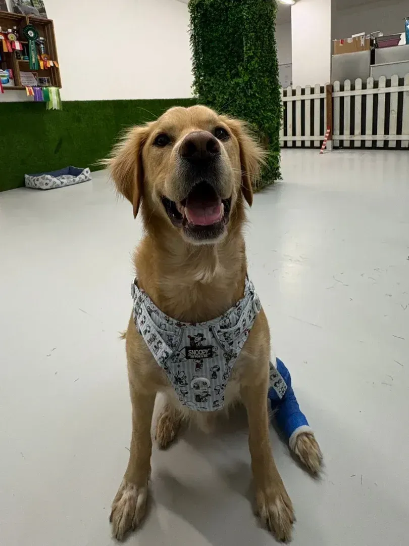 Golden retriever sentado en una sala de juegos, con un pañuelo y una venda azul en la pata, jadeando feliz