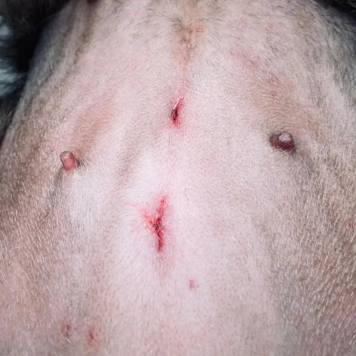 Primer plano de la piel rasurada de un animal, con pequeñas heridas rojas y arañazos