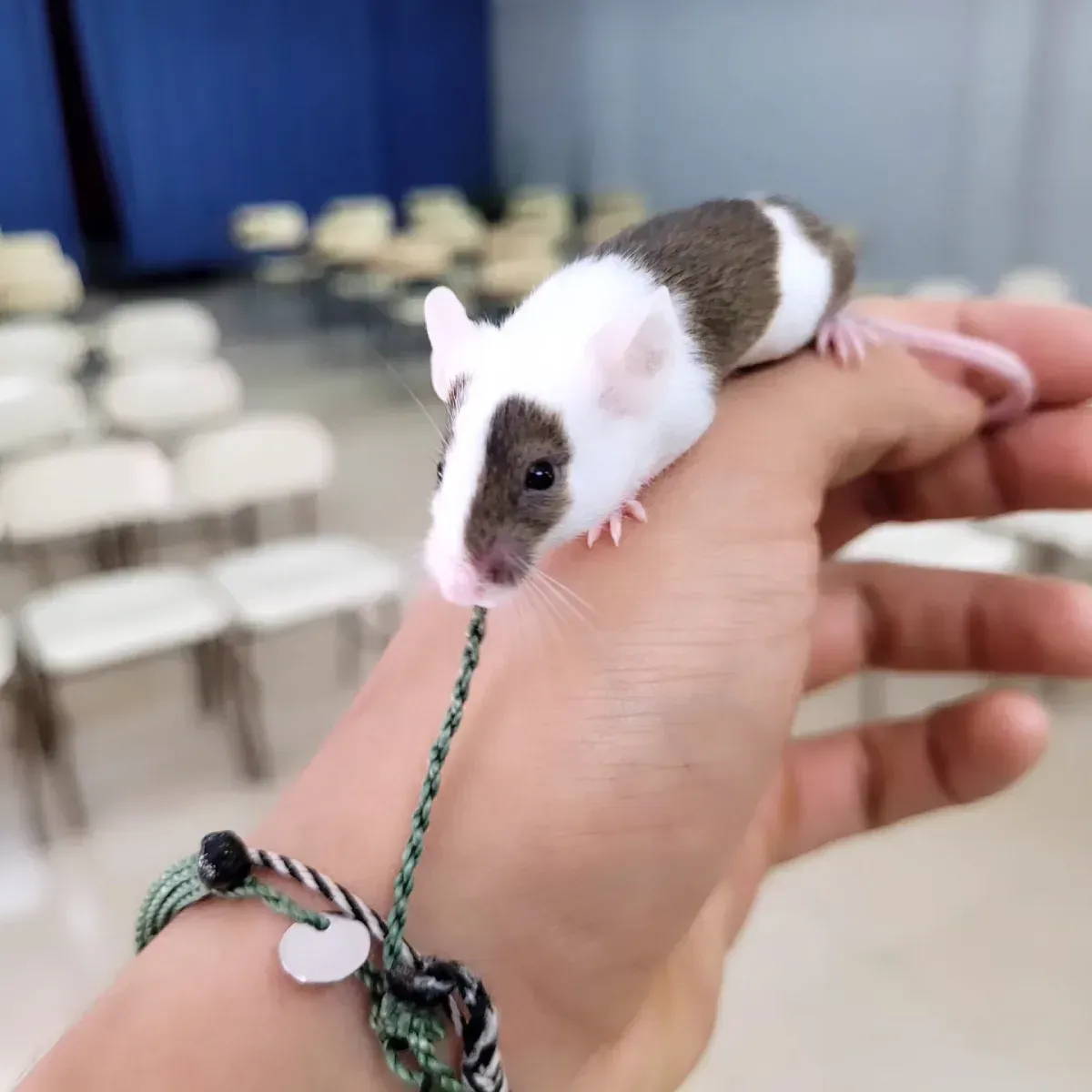 Un pequeño ratón blanco y marrón posado sobre una mano, con unas sillas desenfocadas al fondo.