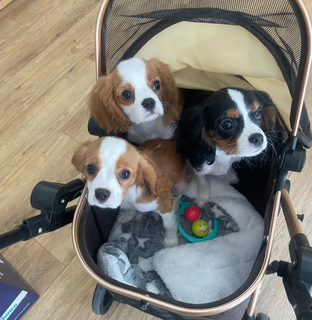 Tres cachorros de Cavalier King Charles Spaniel en un cochecito, uno de ellos con un juguete colorido.