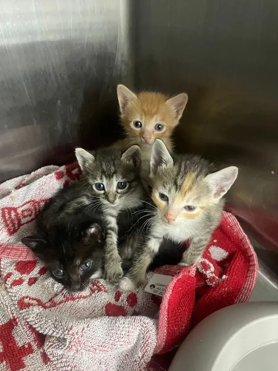 Tres gatitos acurrucados sobre una toalla roja dentro de un recinto metálico