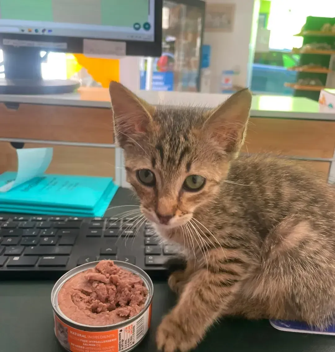 Un pequeño gatito atigrado junto a una lata abierta de comida húmeda para gatos sobre un escritorio