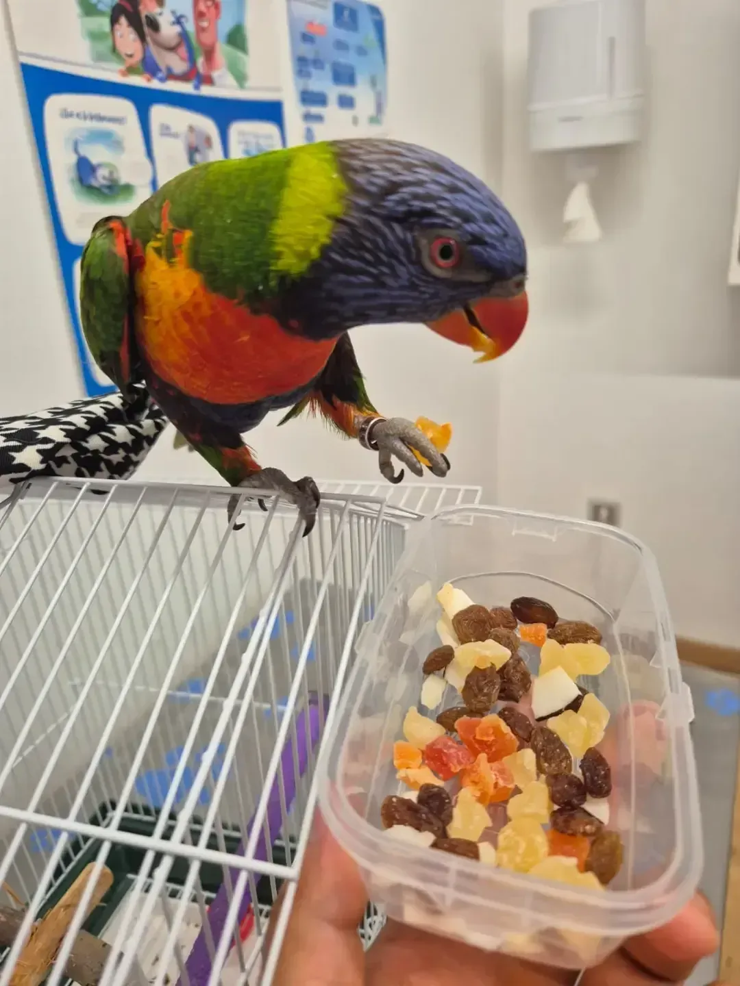 Loro colorido posado en una jaula, inclinado hacia un recipiente con frutas variadas y comida.
