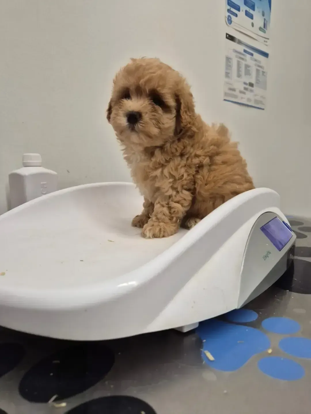 Cachorro pequeño de pelo rizado y color canela sentado en una báscula blanca en una sala de consulta veterinaria