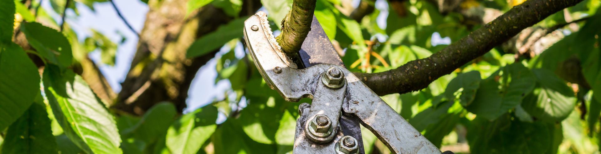 Ein Gärtner in grüner Mütze und Arbeitskleidung stutzt einen kleinen, formgeschnittenen immergrünen Busch in einem gepflegten Garten.