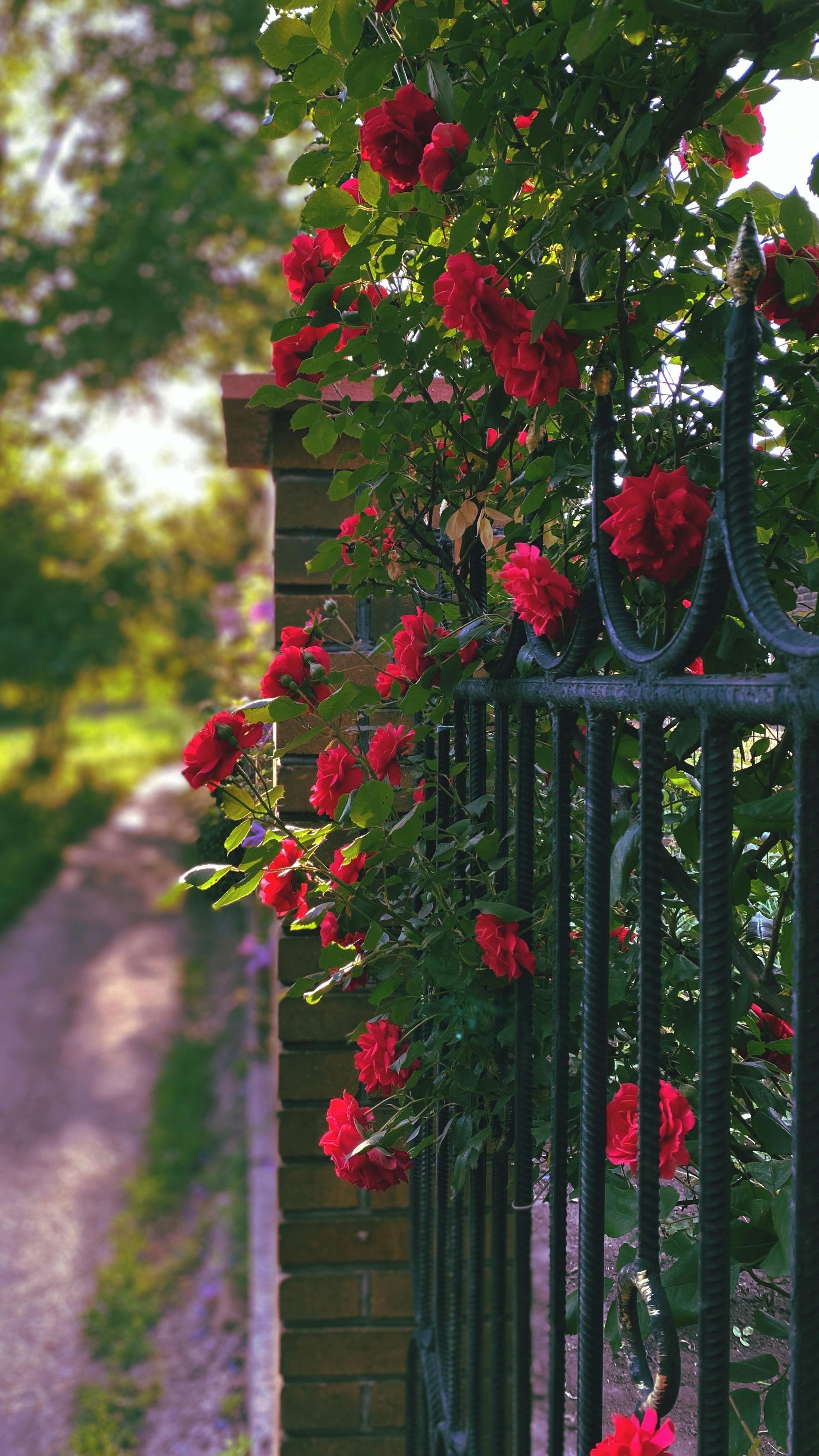 Eine Person mäht einen üppigen, grünen Rasen in einem sonnendurchfluteten Garten mit Bäumen und Blumen im Hintergrund.