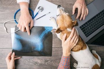 Hund und Inhaber beim tierärztlichen Termin