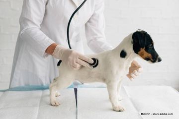 Hund bei einer Untersuchung