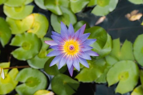 Nenúfares morados y amarillos rodeados de hojas de nenúfar verdes.