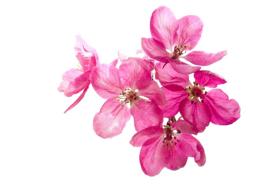 Pinker Blumenzweig