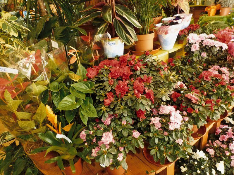 Compositions florales à La Mure