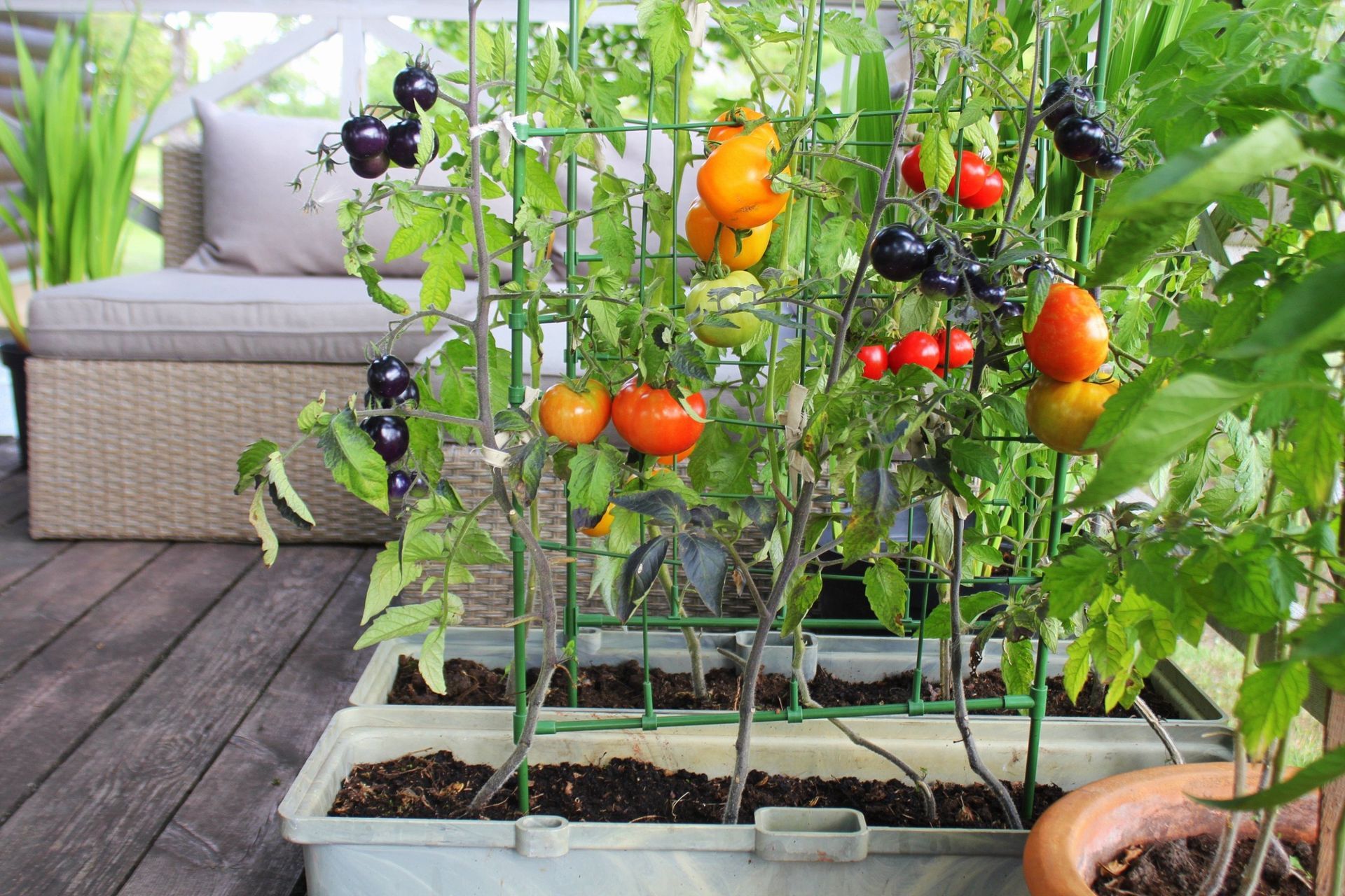 Una jardinera llena de tomates y otras plantas en un balcón.