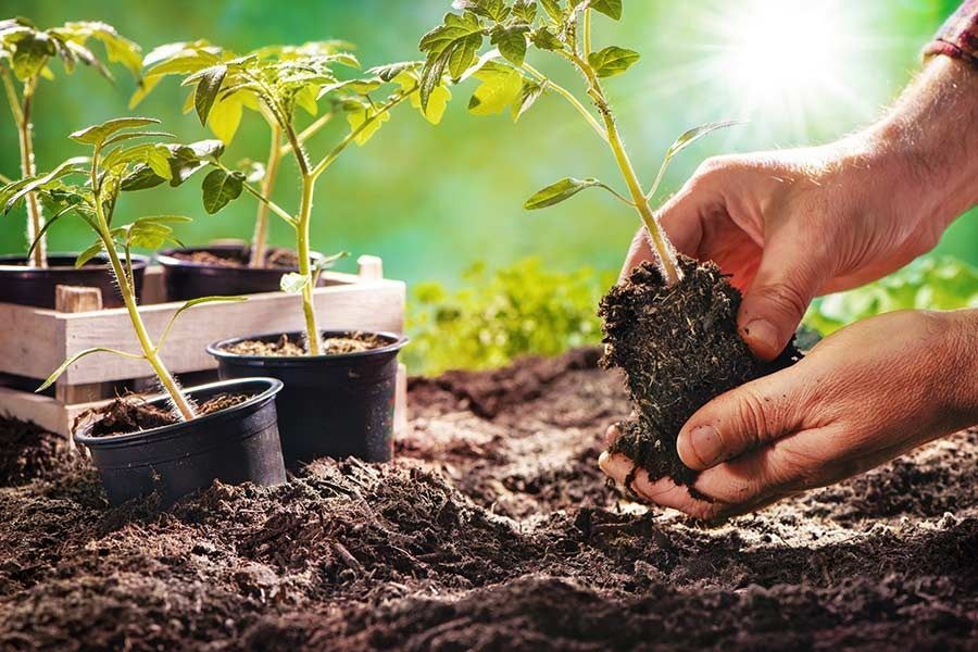 Una persona está plantando una planta de tomate en una maceta.