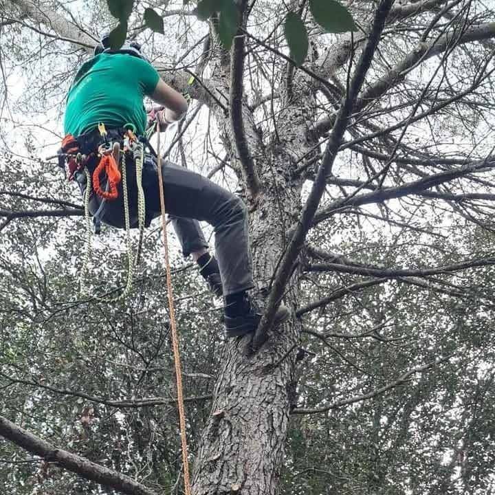 Un hombre con una camisa verde está trepando un árbol.