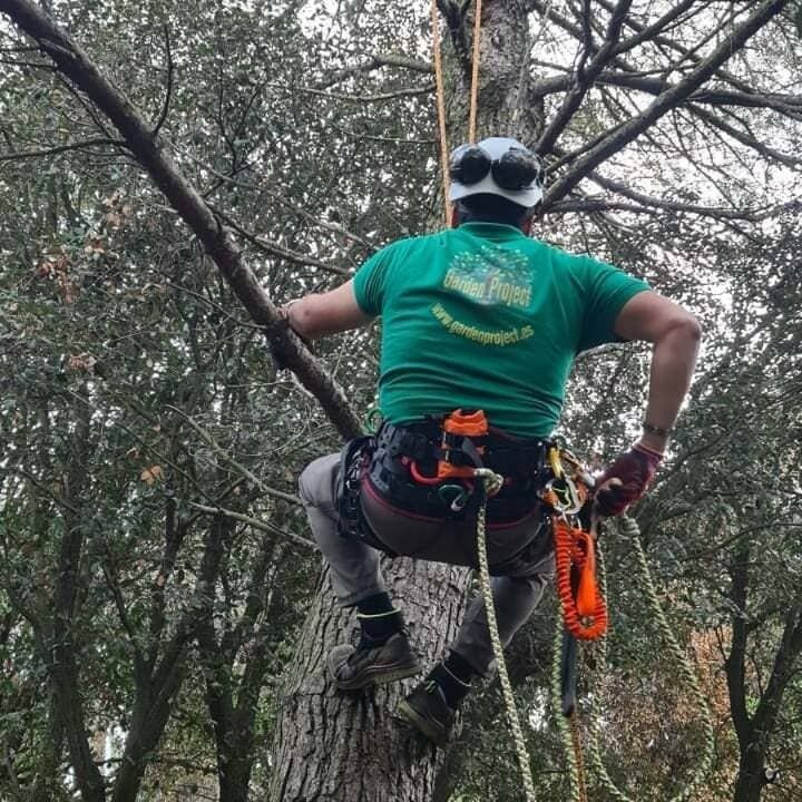Un hombre con una camisa verde está sentado en la rama de un árbol.