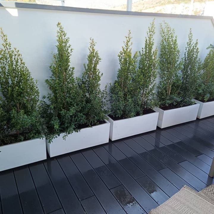 Una hilera de jardineras blancas llenas de plantas verdes.