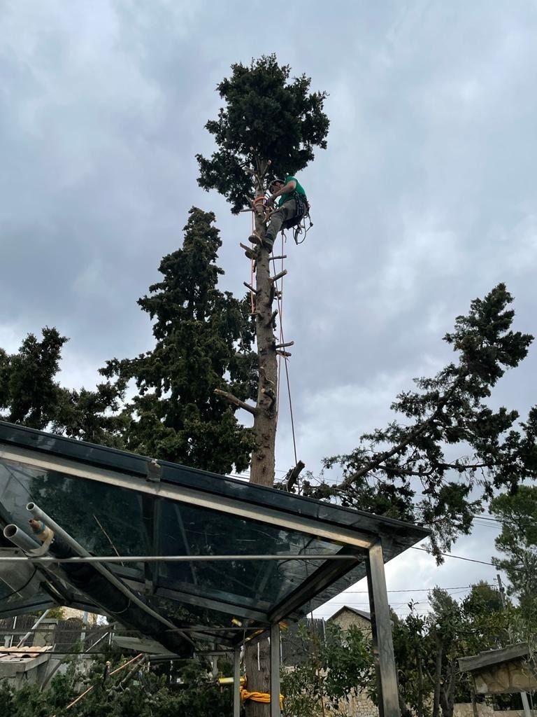 Un hombre está trepando un árbol con una motosierra.