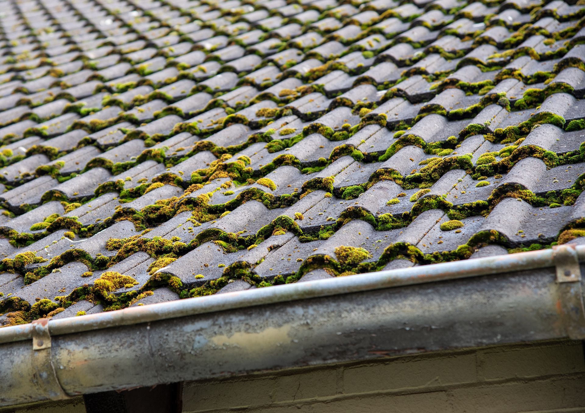 Tuiles de toit moussues, avec une gouttière au premier plan.