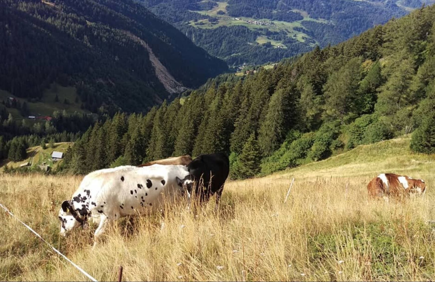 Azienda Agricola Mirko Bassi﻿ - Pascolo 
