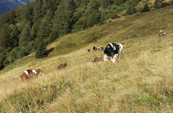 Azienda Agricola Mirko Bassi﻿ - Pascolo per la produzione di Formaggio
