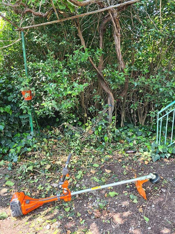 Καθαρισμός δέντρων