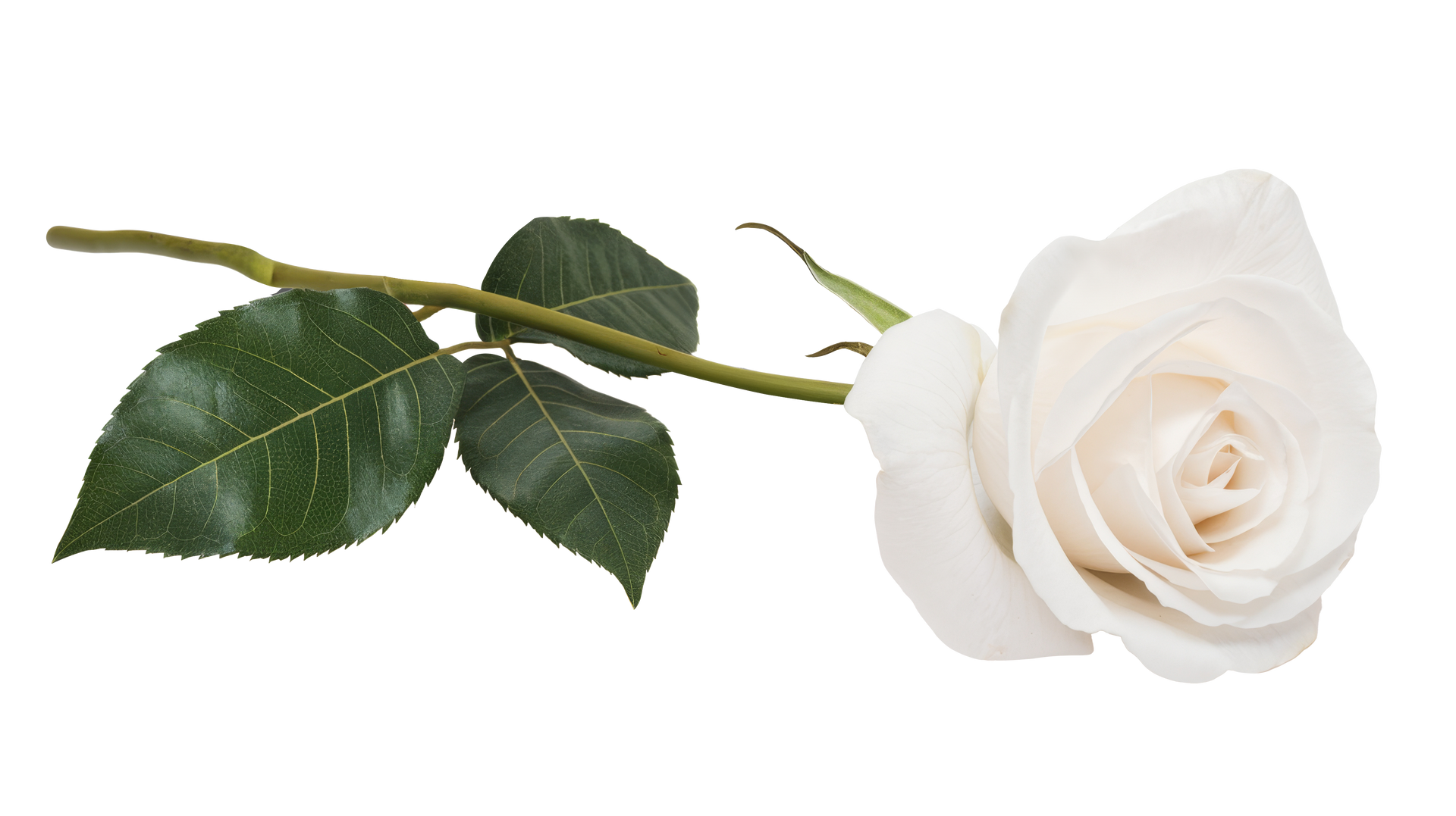 Une rose blanche.