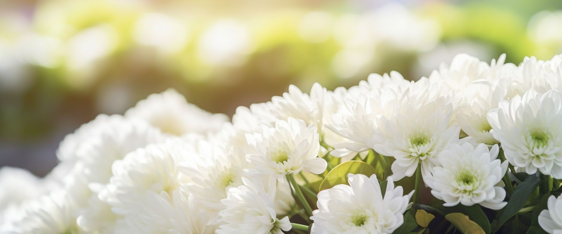 Des fleurs blanches.