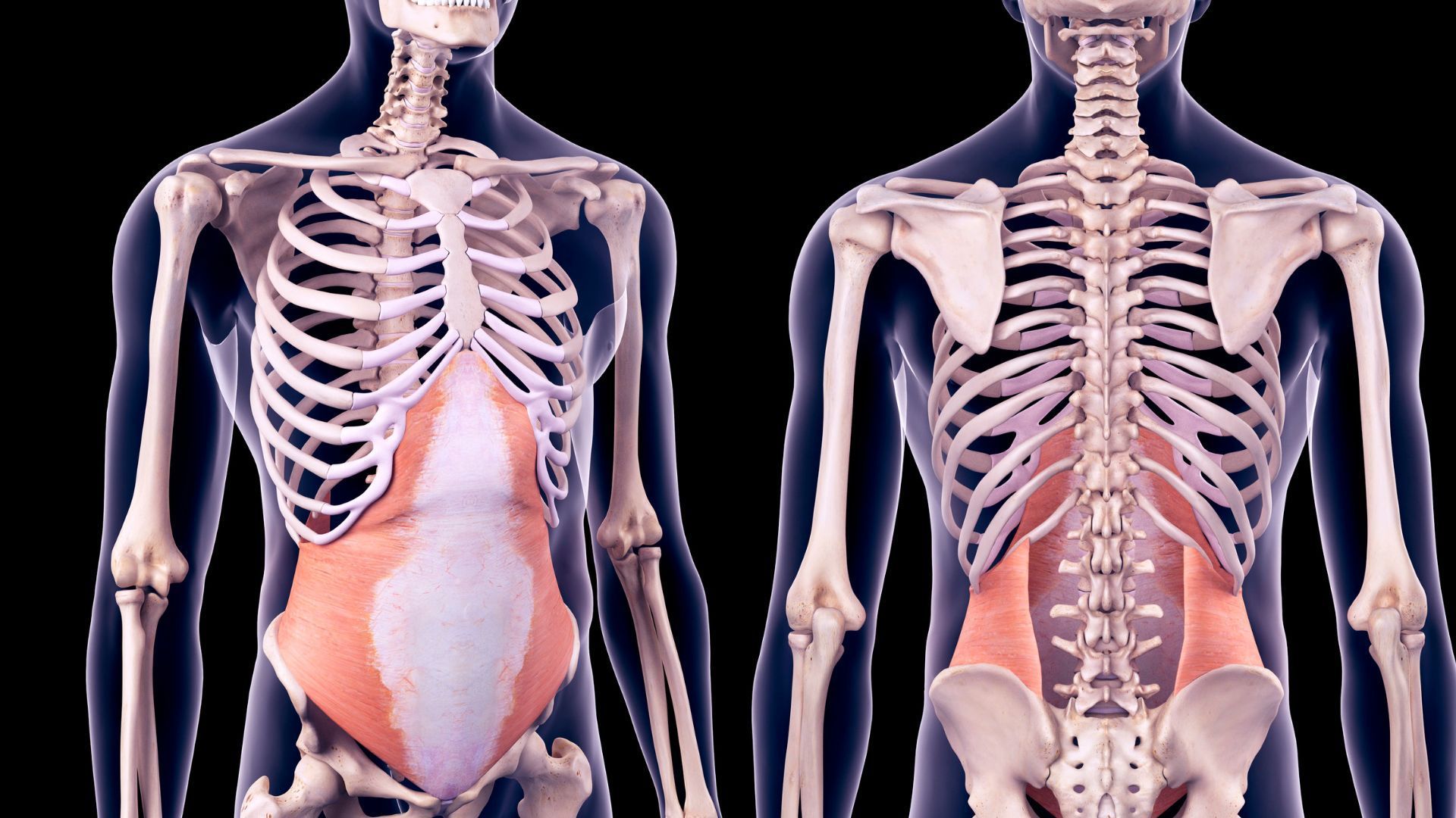 Vorder- und Rückansicht eines menschlichen Skeletts, wobei die Bauchmuskulatur rosa hervorgehoben ist.