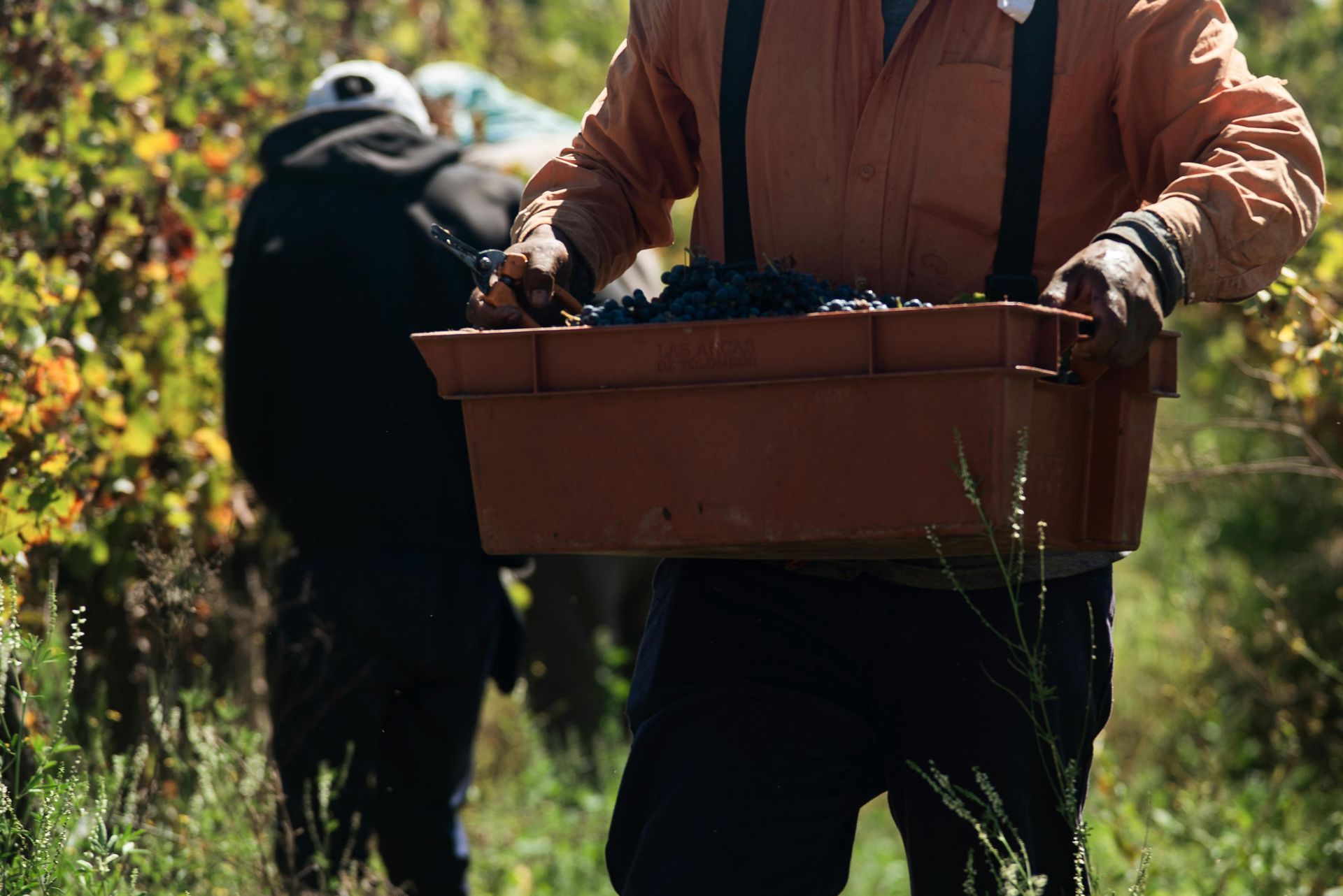 Eine Person trägt eine Kiste mit dunklen Trauben in einem Weinberg; im Hintergrund sind andere Erntehelfer zu sehen.