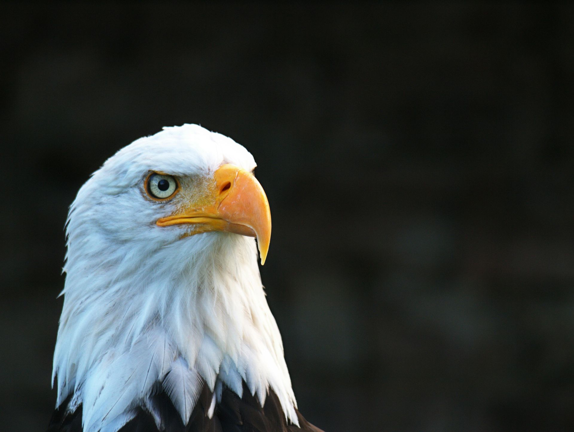 Bald eagle with white head and brown body, orange beak, looking left. Dark background.