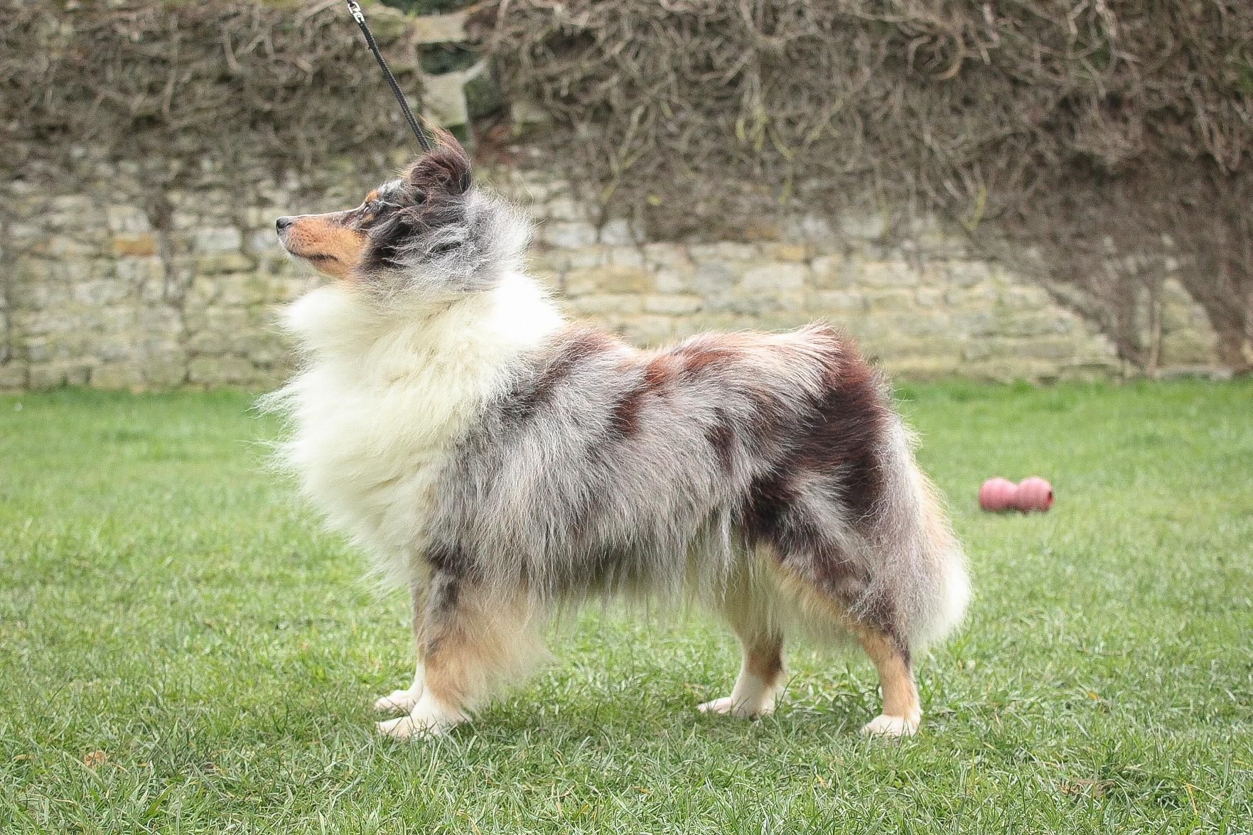 Un berger des Shetland se tient de profil sur une pelouse verte.