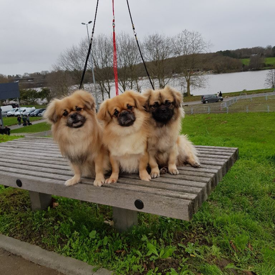 Trois épagneuls tibétains brun clair sont assis côte à côte sur un banc en bois à l'extérieur.